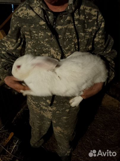 Кролики мясных пород