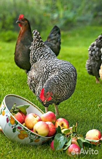 Куры несушки продам