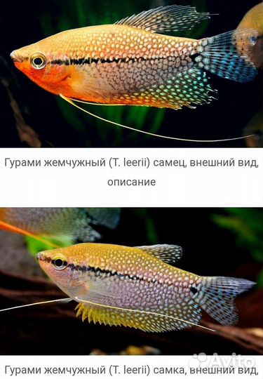 Рыбки разные