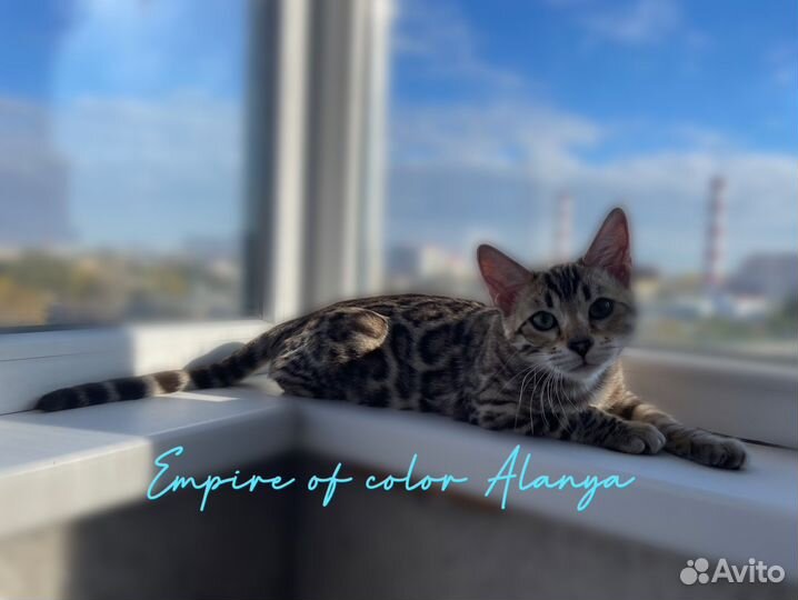 Бенгальские котята