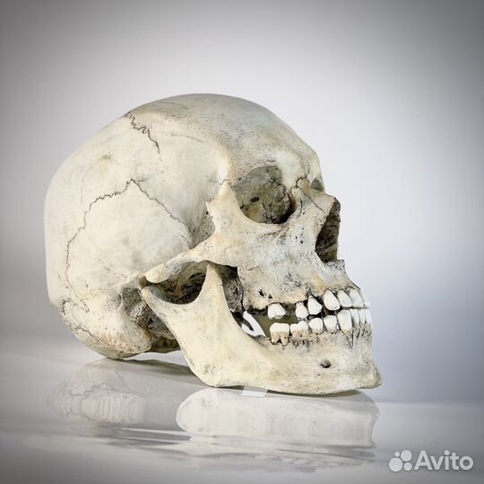 Модель черепа человека