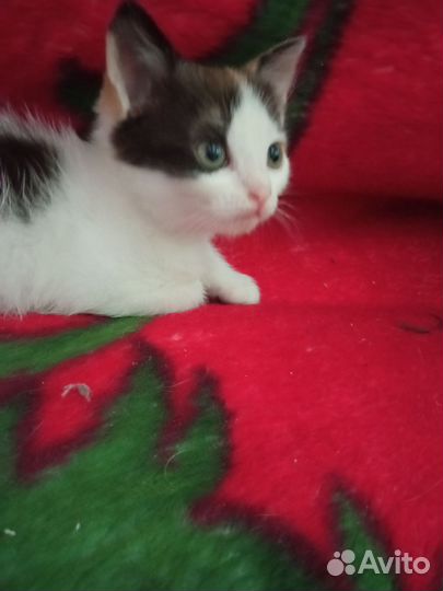 Кошки в добрые руки