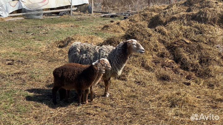 Овцы бараны ягнята козы с козлятами