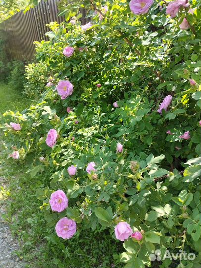 Саженцы махрового розового шиповника.Живая изгород