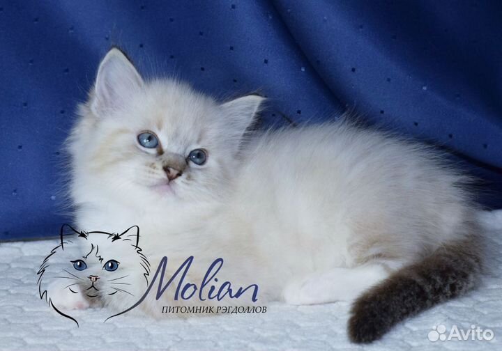 Рэгдоллы в разведение и домашние любимцы