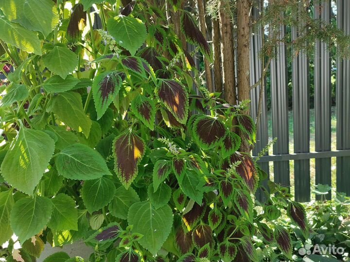 Колеус (крапивка)