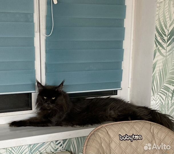 Кот мейн-кун вязка