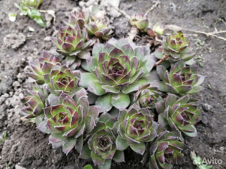 Каменная роза /суккулент/ молодило