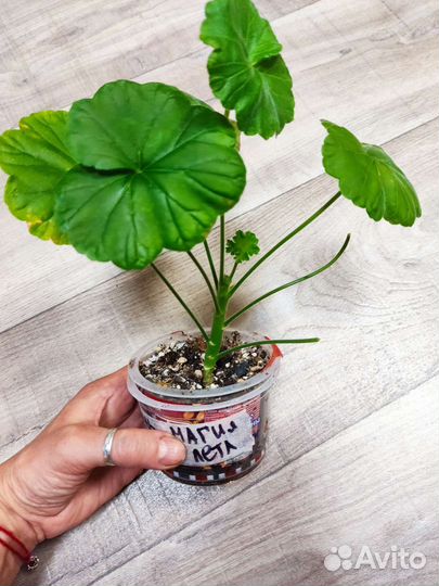 Пеларгония герань