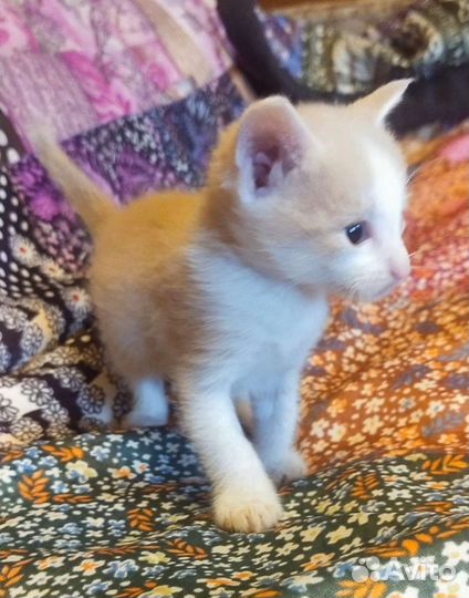 Кремовый британец