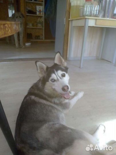 Передержка собак