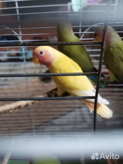 Птенцы неразлучника