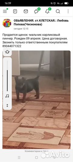 Карликовый пинчер