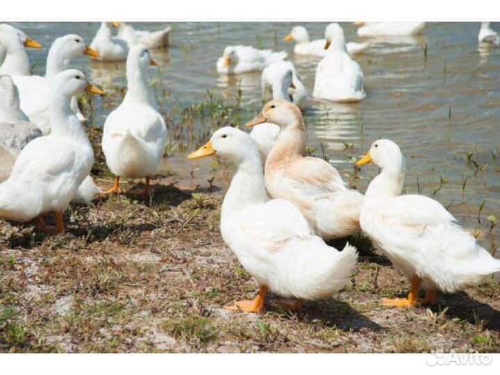 Гуси, утки