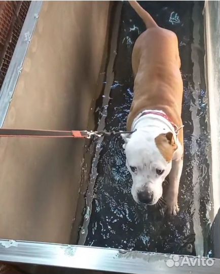 Водная беговая дорожка для собак. Занятия