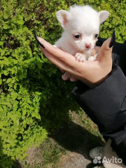 Щенки чихуахуа длинношерстные мини
