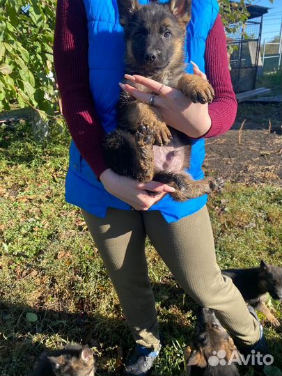 Щенки немецкой овчарки