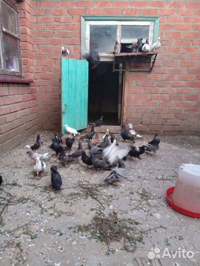 Продажа бакинских голубей