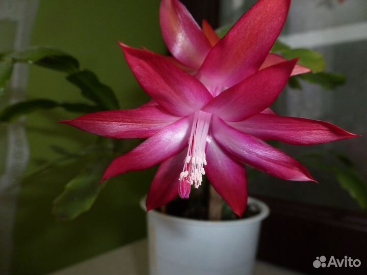 Комнатные растения