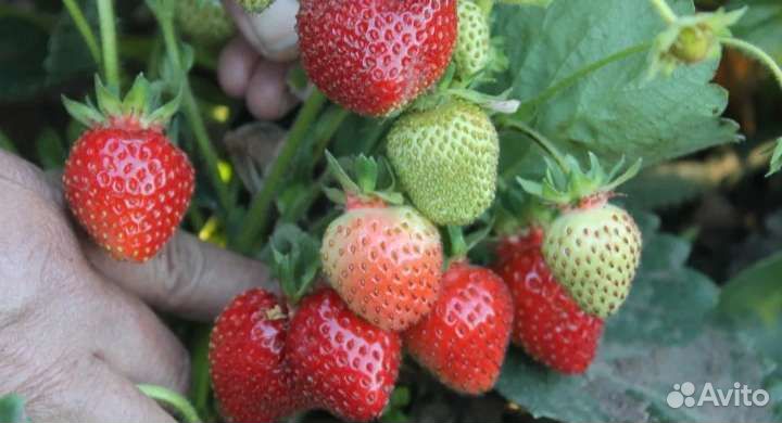 Рассада клубники (Оттава)