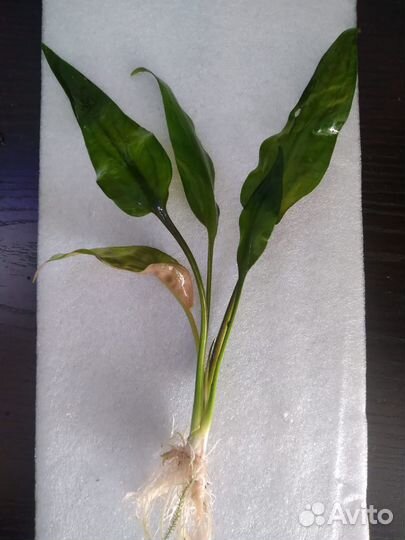 Криптокорина понтедериеволистная