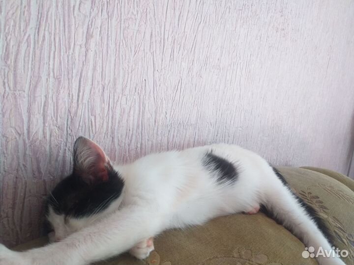 Отдам в добрые руки