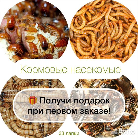 Кормовые насекомые