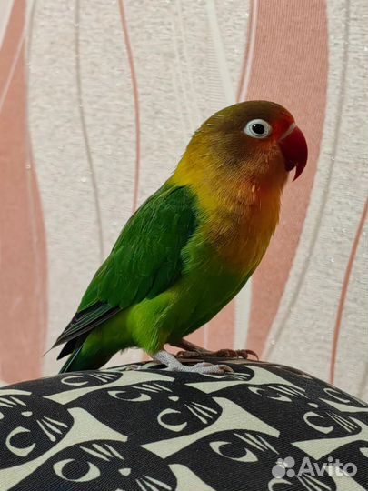 Попугай неразлучник Фишера