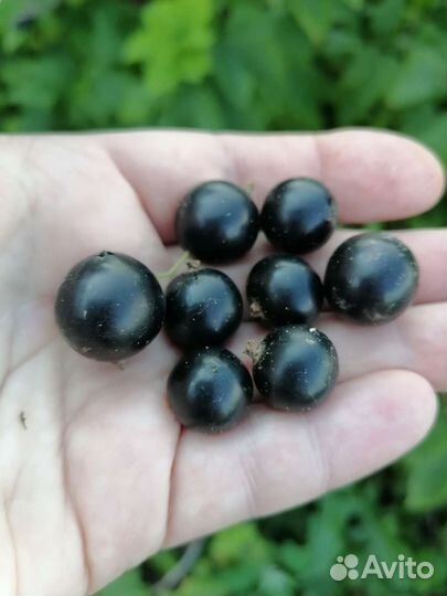 Смородина черная, белая красная