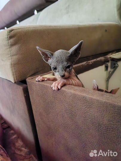 Канадский сфинкс