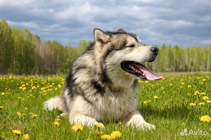 Маламут для вязки