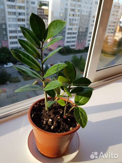 Замиокулькас