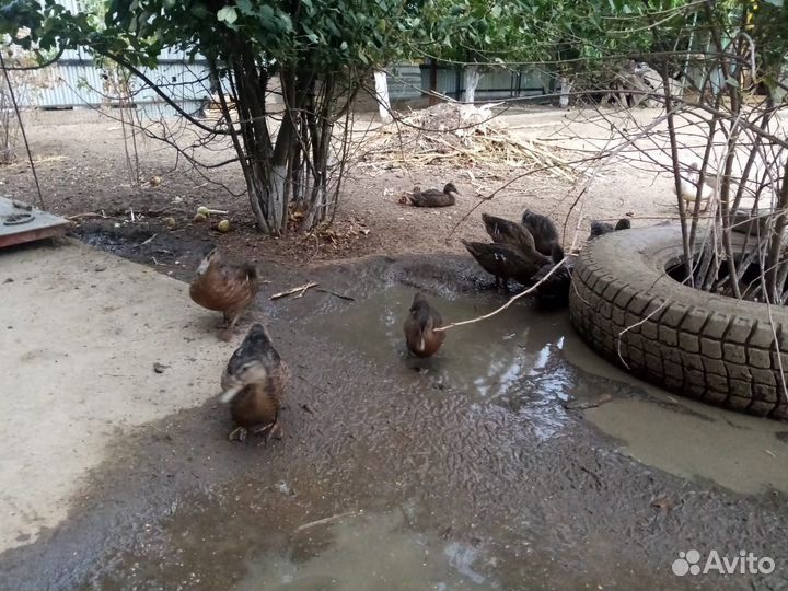 Дикие утки кряква