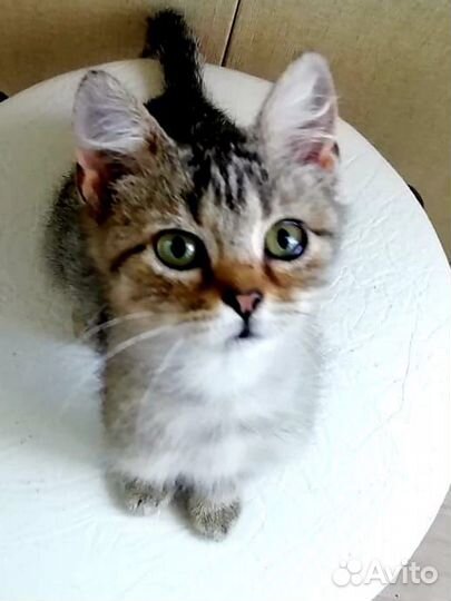 Кошка в дар