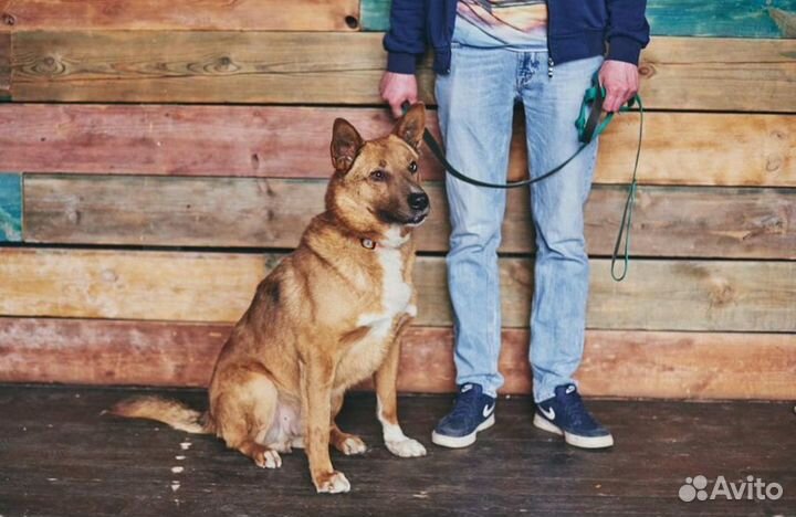 Собака в добрые руки