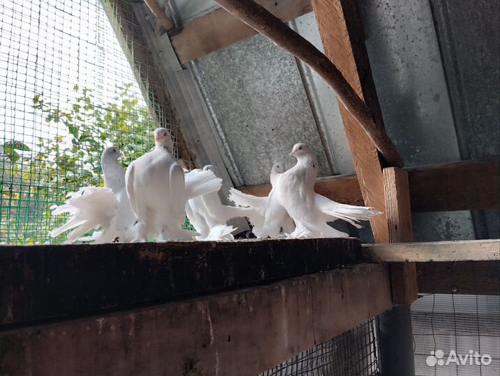 Статные голуби