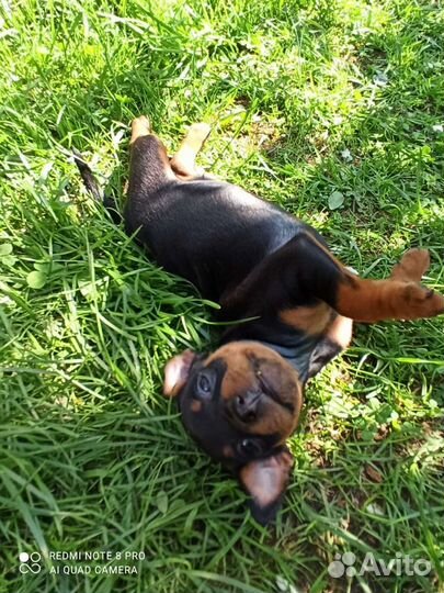 Щенки цвергпинчера