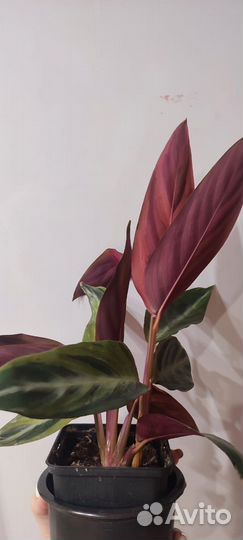 Строманта хорти колор