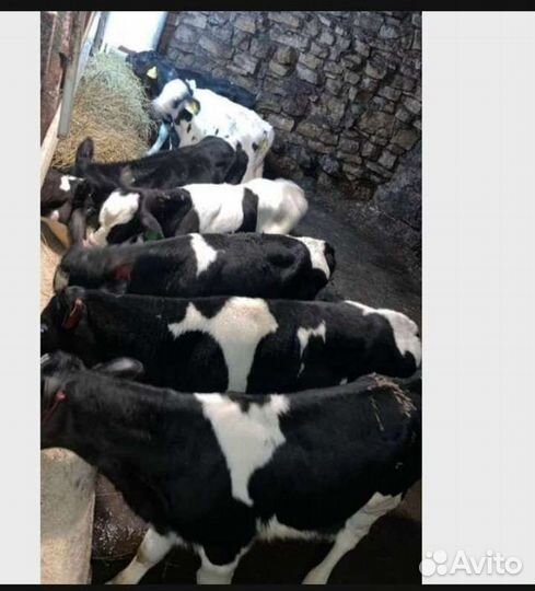 Телята бычки