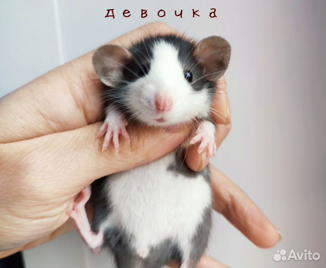 Крыса. Крысята Дамбо. Редкие окрасы