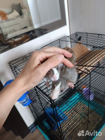 Отдам в добрые руки с клеткой