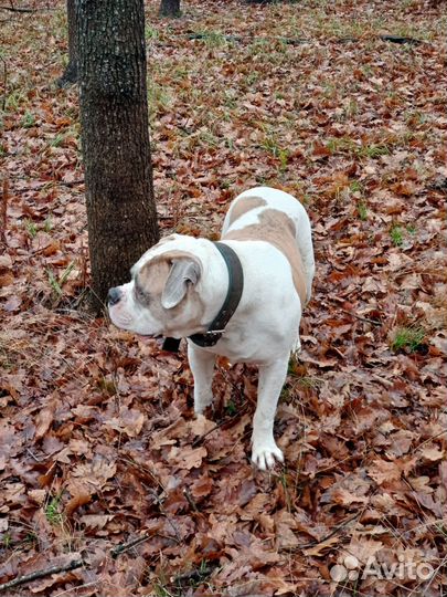 Американский бульдог