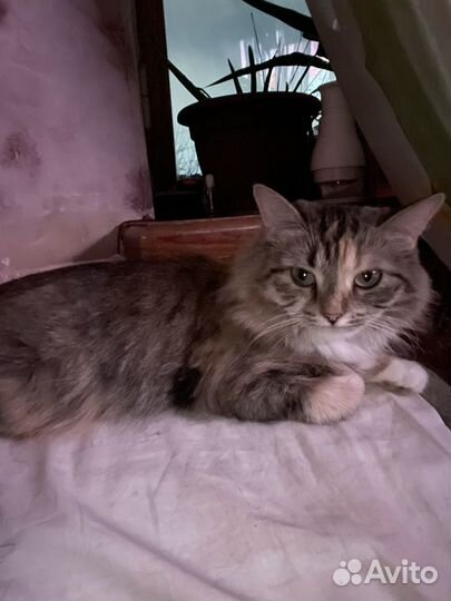 Кошка