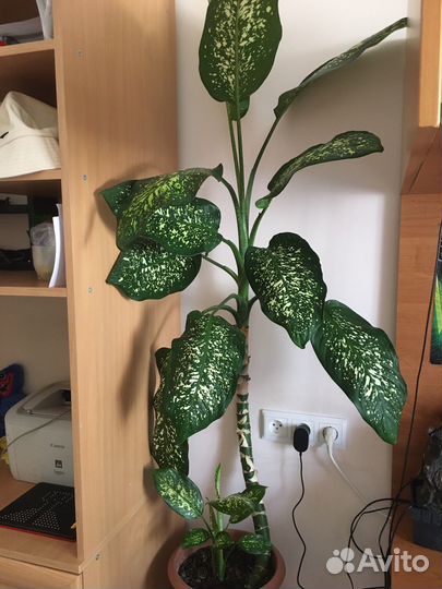 Диффенбахия