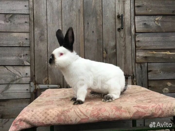 Мясо кролика