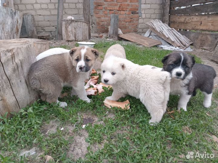 Щенки кавказской овчарки