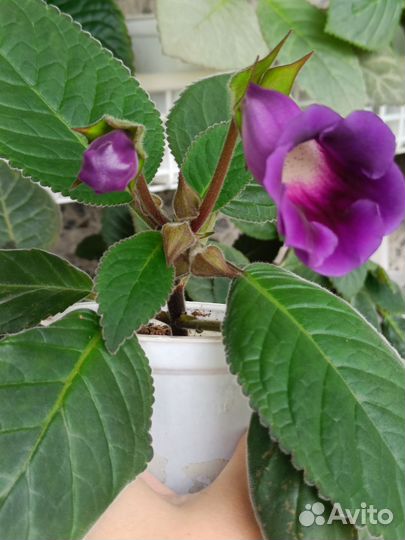 Глоксиния тидея