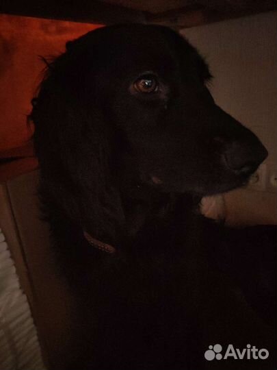 Спаниель помесь