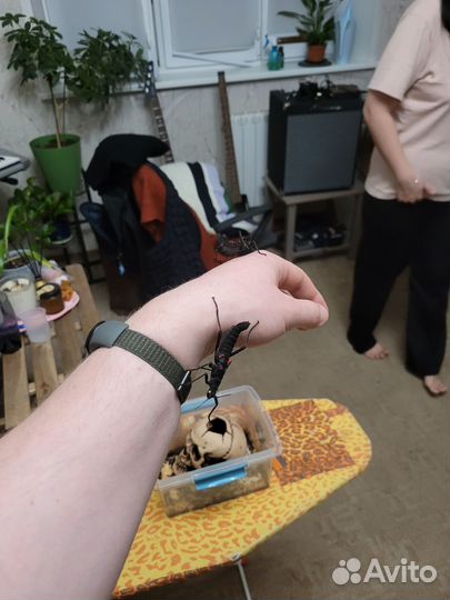 Перуанские палочники