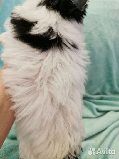 Биверенок девочка